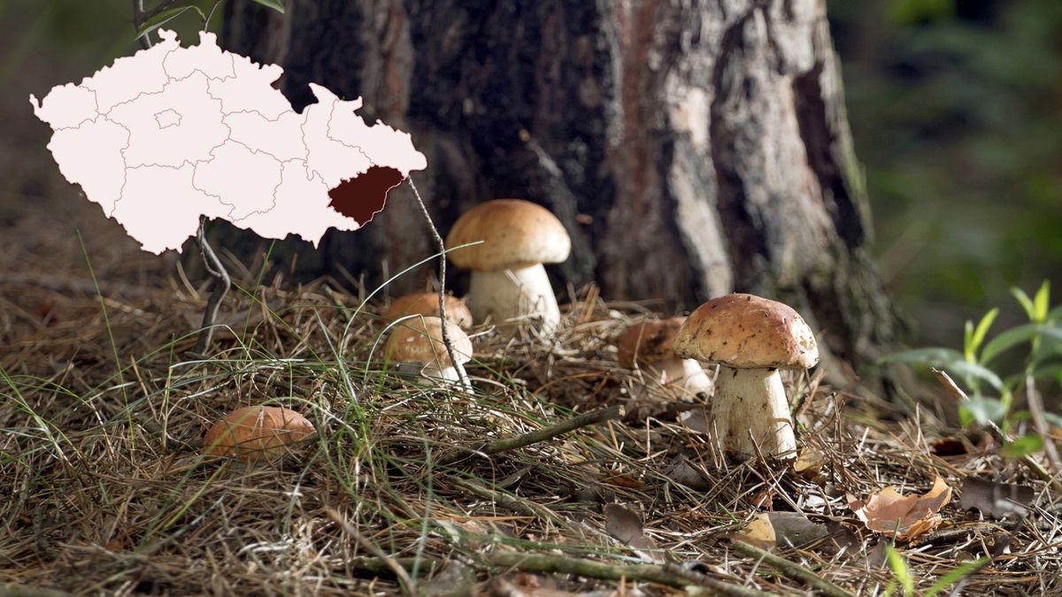 Odvrácená stránka skvělé houbařské sezony. Auta zablokovala lesy